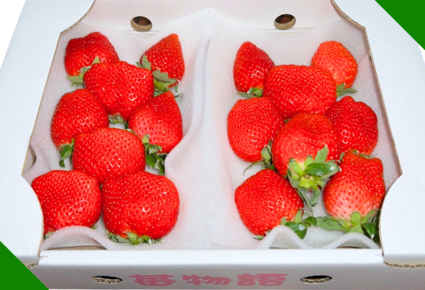 佐賀県産 いちご「かおりの」（250g×2パック）：A080-006