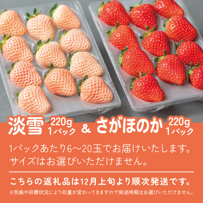 【先行予約】 佐賀県産 いちご さがほのか&淡雪 紅白セット フルーツ 果物 旬 苺 白いちご さがほのか 淡雪 220g×2P 紅白いちご 九州 佐賀県 佐賀市 清瀬農園 ：B140-069