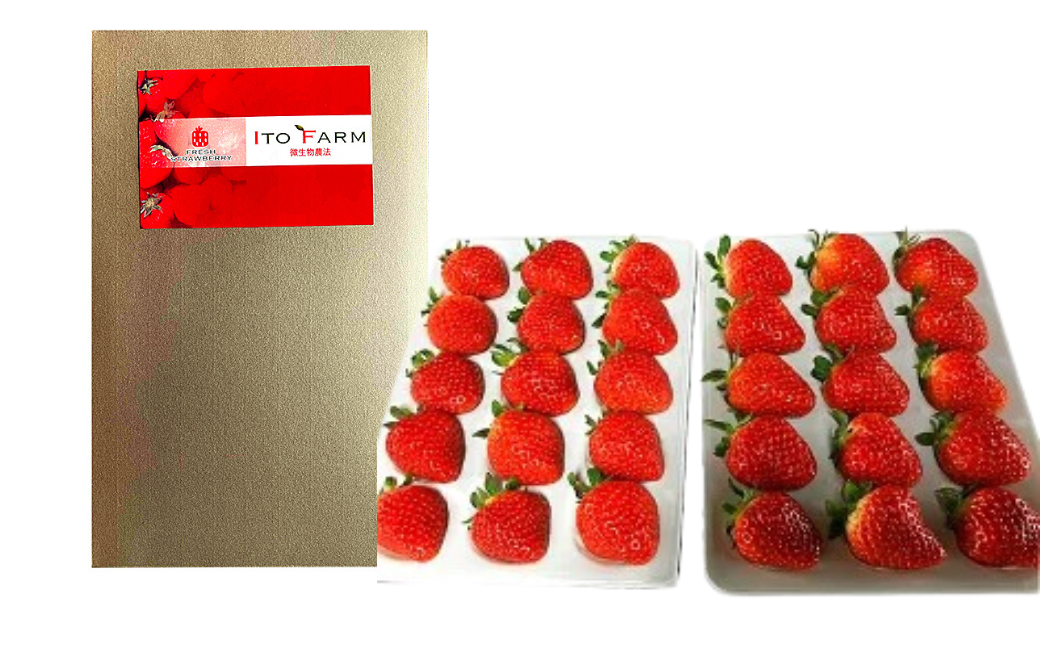極上のいちごさん ITOFARM 苺 佐賀県産 イチゴ フルーツ 果物 ：B240-016