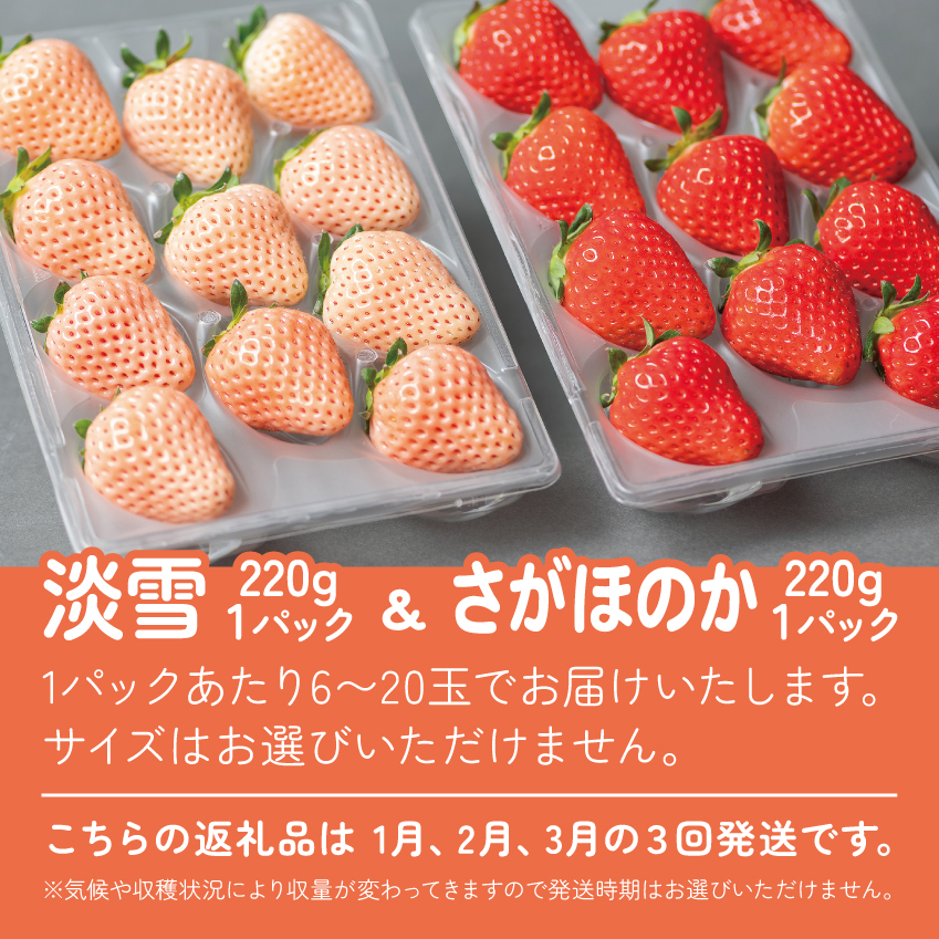 【定期便3回】佐賀県産 紅白いちご 食べ比べ 1~3月発送 淡雪 さがほのか フルーツ 果物 定期便 旬 苺 紅白 白いちご 九州 佐賀県 佐賀市 清瀬農園：B395-010