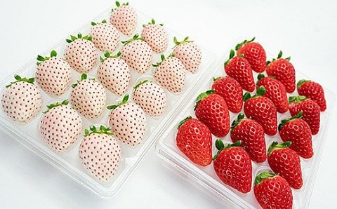 【定期便3回】佐賀県産 れんこんといちご【12月から2月発送】：B445-006