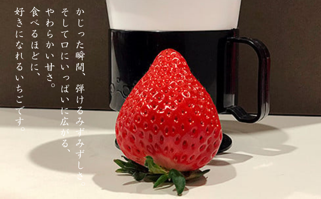 ITOFARM 大玉のいちごさん イチゴ いちご 苺 フルーツ 果物 佐賀県産 ：B630-002