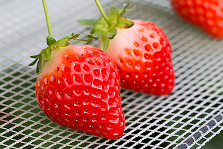 【先行予約】 佐賀県産 いちご さがほのか フルーツ 果物 旬 苺 イチゴ 220g×2P 九州 佐賀県 佐賀市 清瀬農園：B100-035