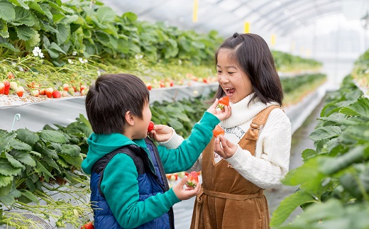 佐賀県産いちご さがほのか&いちごさんセット：B100-039
