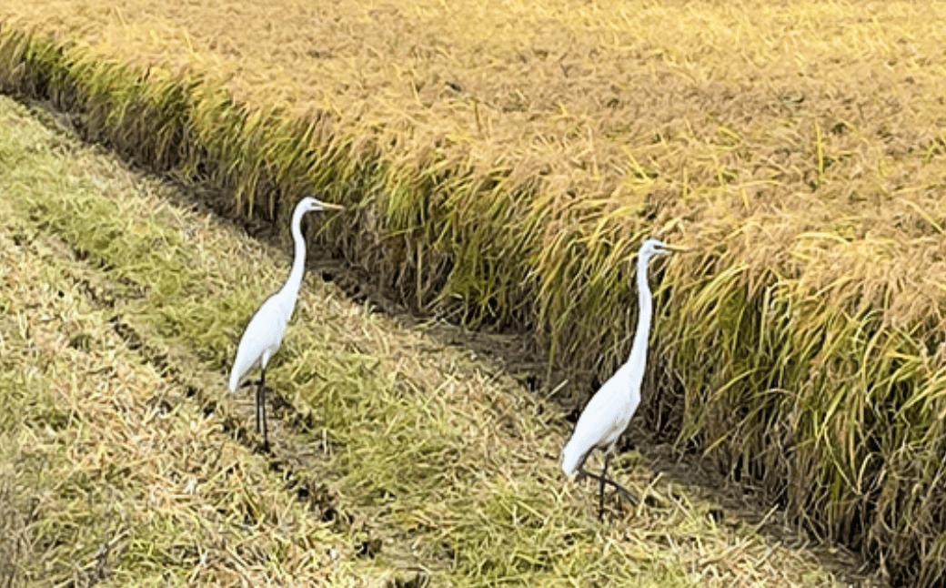 R7年産 さがびより R3年度伊勢神宮外宮奉納 2kg×2袋：B175-021