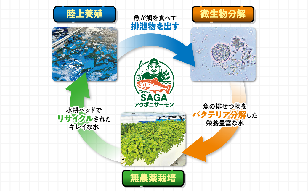 佐賀から未来へ！SAGAアクポニサーモン 300g 100g×3P カット済 刺身 サーモン トラウトサーモン 国産 生食 陸上養殖 アクアポニックス 高品質 佐賀市産 海鮮 魚介 魚 冷凍 小分け 解凍するだけ 海鮮丼 カルパッチョ 寿司 鮭 佐賀県 佐賀市 ：B150-059
