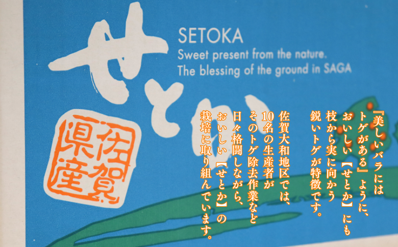 【1月中旬～2月下旬発送】佐賀市大和町産みかん「せとか」：B150-077
