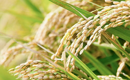 【新米】令和7年産 佐賀県産 さがびより 白米 10kg（5kg×2袋）おこめ 米 ：B320-014