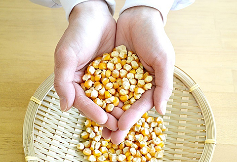 有機栽培 コーン茶：A095-017