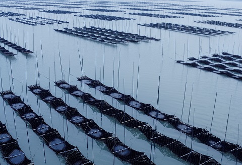 新撰佐賀のり味60束：B150-049