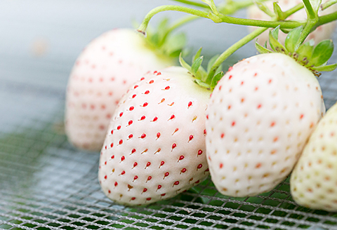 佐賀県産いちご パールホワイト：B190-025