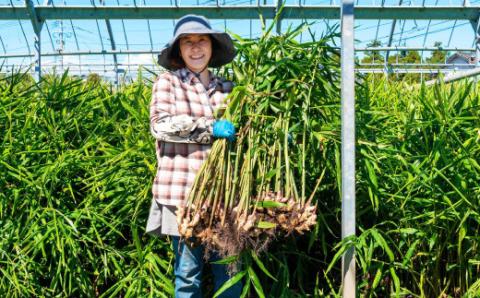 まだと切れぬ初恋の味『初恋ほのか』premium：B120-028