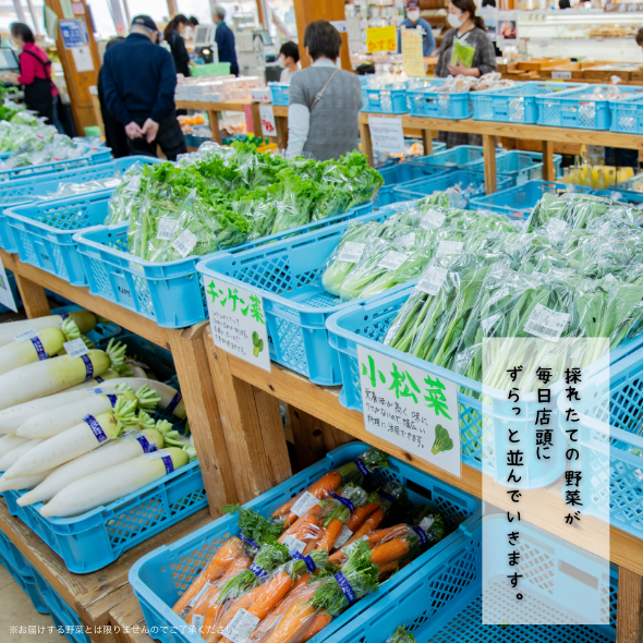 旬の野菜と果物セット：B165-002