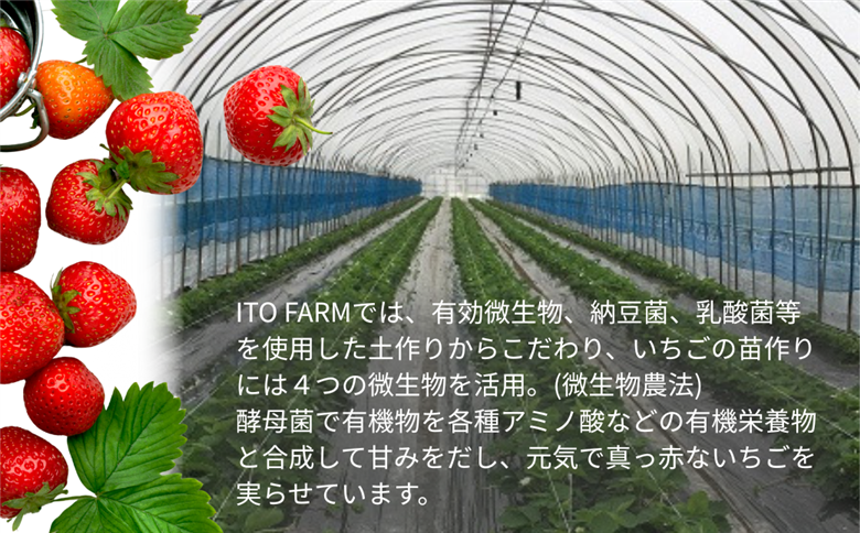 極上のいちごさん ITOFARM 苺 佐賀県産 イチゴ フルーツ 果物 ：B240-016