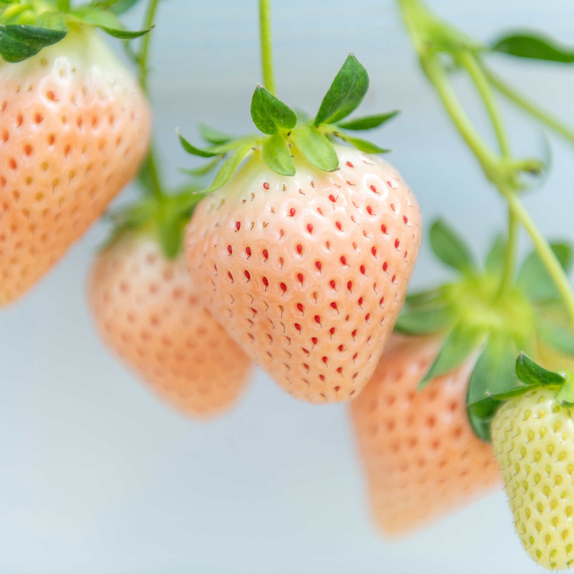 【定期便3回】佐賀県産 紅白いちご 食べ比べ 2~4月発送 淡雪 さがほのか フルーツ 果物 定期便 旬 苺 紅白 白いちご 九州 佐賀県 佐賀市 清瀬農園：B395-011