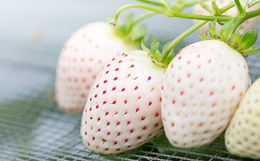 【定期便3回】佐賀県産 いちごとれんこん【1月から3月発送】：B420-001