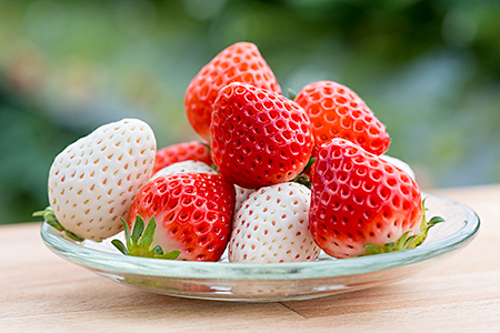 【定期便3回】佐賀県産 れんこんといちご【12月から2月発送】：B445-006