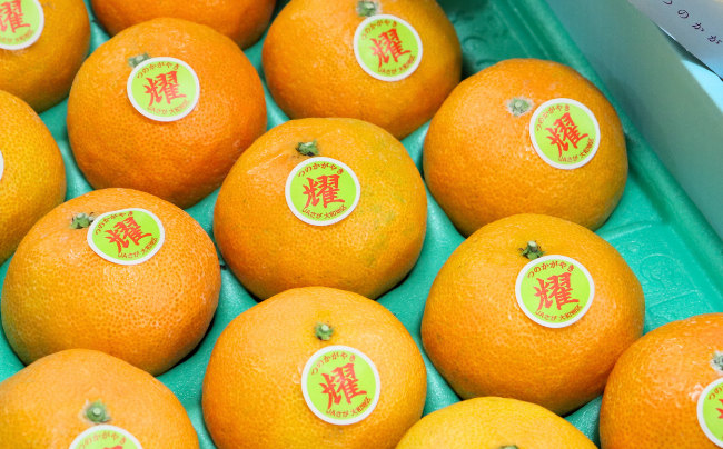 【12月～2月上旬発送】佐賀市大和町産みかん「津の輝」 温州みかん 佐賀みかん 贈答 ギフト：B150-076