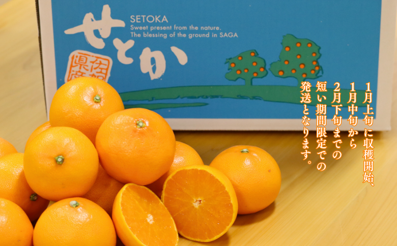 【1月中旬～2月下旬発送】佐賀市大和町産みかん「せとか」：B150-077