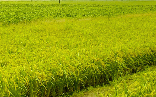 佐賀県大和産「さがびより」5kg 米 農家直送：B170-033