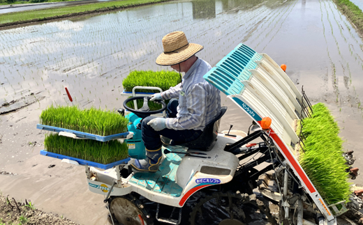 【新米】令和7年産 お米マイスターお勧め『だいちゃんの、さがびより』精米 5kg：B165-012