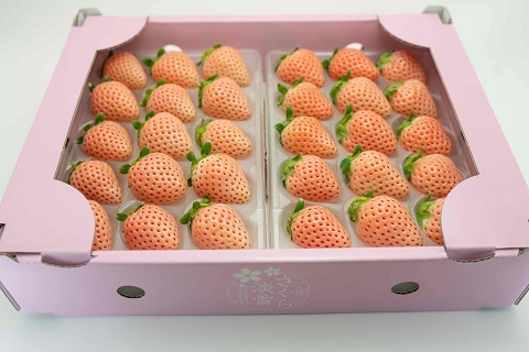 【先行予約】希少価値 佐賀県産 いちご 淡雪 220g×2パック フルーツ 旬 果物 イチゴ 苺 ピンク苺 白いちご 九州 佐賀県 佐賀市 清瀬農園 朝詰み：B140-009