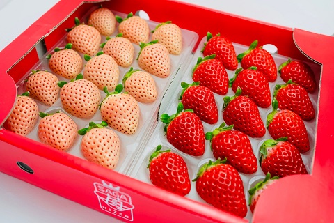 【定期便3回】佐賀県産 紅白いちご 食べ比べ 1~3月発送 淡雪 さがほのか フルーツ 果物 定期便 旬 苺 紅白 白いちご 九州 佐賀県 佐賀市 清瀬農園：B395-010