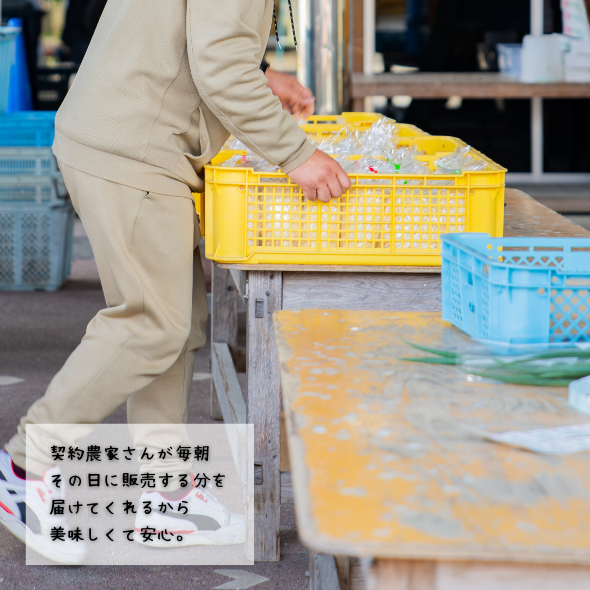 旬の野菜と果物セット：B165-002