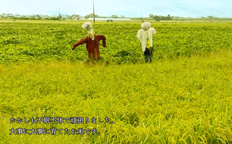 佐賀県大和産「ひのひかり」5kg×2袋 米 農家直送：B320-018