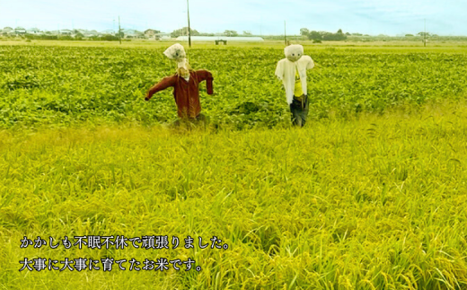佐賀県大和産「さがびより」5kg 米 農家直送：B170-033