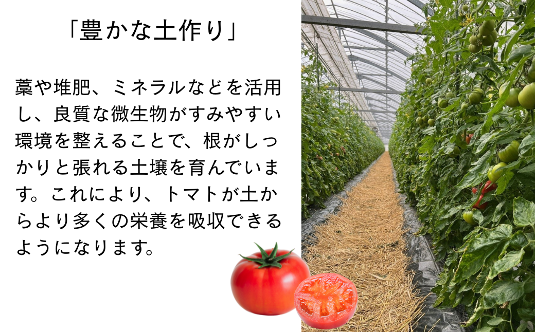 【期間限定】第4回全国トマト選手権にて【最高金賞】の「西村とまと」 3月～5月発送 トマト 野菜 産地直送 佐賀県 佐賀市：B290-009