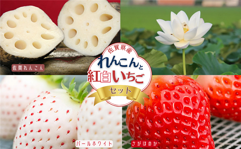 佐賀県産 れんこんと紅白いちごのセット：B240-008