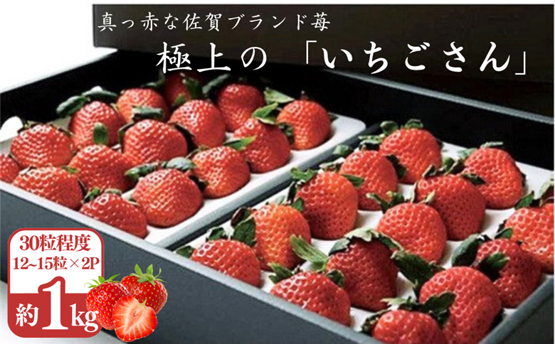 極上のいちごさん ITOFARM 苺 佐賀県産 イチゴ フルーツ 果物 ：B240-016