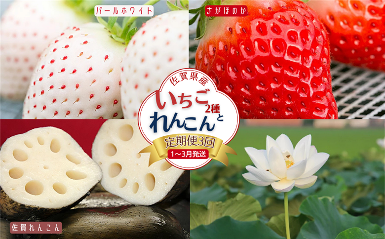 【定期便3回】佐賀県産 いちごとれんこん【1月から3月発送】：B420-001