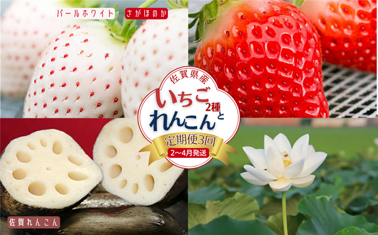 【定期便3回】佐賀県産 いちごとれんこん【2月から4月発送】：B420-002