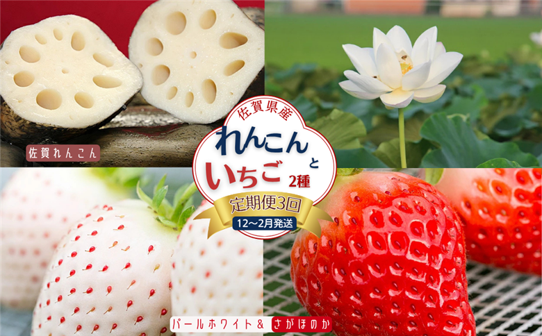 【定期便3回】佐賀県産 れんこんといちご【12月から2月発送】：B445-006