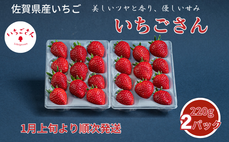 佐賀県産いちご いちごさん：B100-037