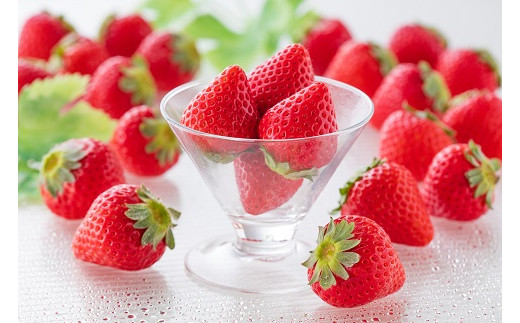 【完熟・採れたて】 特別栽培 イチゴ 恋みのり 250g×4パック 1月中旬～4月発送 いちご 苺 果物 フルーツ 佐賀県 佐賀市 ：B130-049