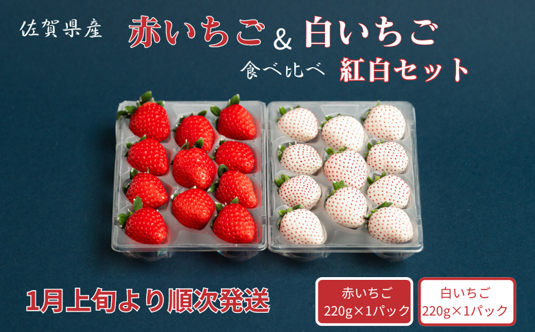 佐賀県産いちご 赤いちご白いちご 紅白セット：B140-084