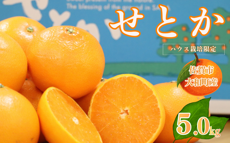 【1月中旬～2月下旬発送】佐賀市大和町産みかん「せとか」：B150-077
