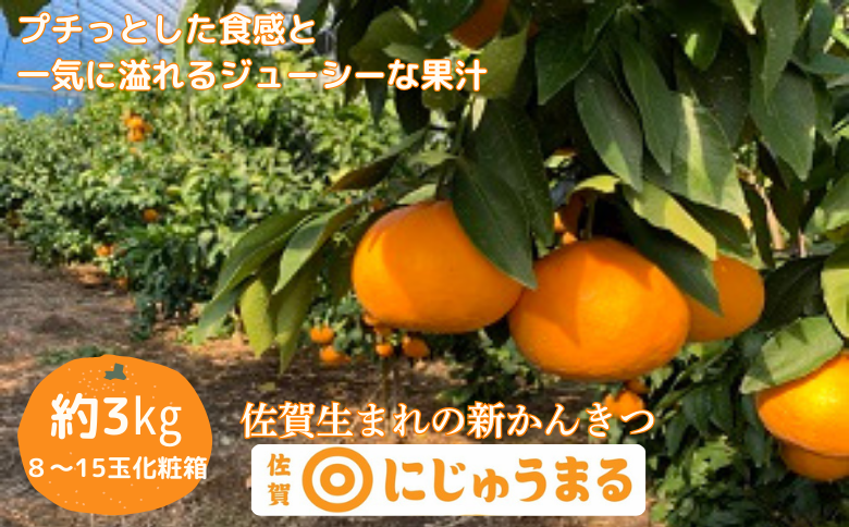 佐賀みかん にじゅうまる：B340-002