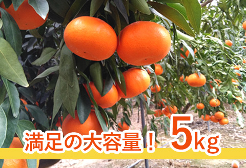 『先行予約』【令和8年1月下旬発送】麗紅(れいこう）ハウス栽培 唐津産 5kg 混合サイズ みかん 蜜柑 柑橘 果物 フルーツ