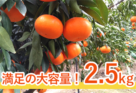 『予約受付』【令和8年1月下旬発送】麗紅(れいこう) ハウス栽培 唐津産 2.5kg 混合サイズ みかん 蜜柑 柑橘 果物 フルーツ