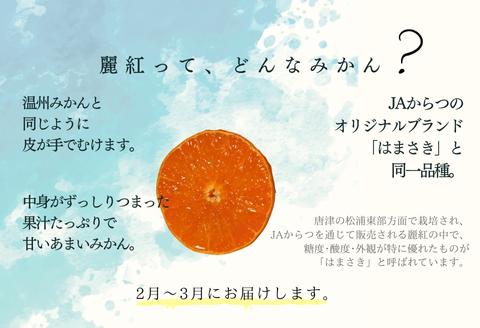 『先行予約』【令和8年1月中旬発送】唐津産ハウス育ち「麗紅」2.5kg 手提げ箱入り ～海と空と、みかん～ ミカン フルーツ 柑橘 ギフト
