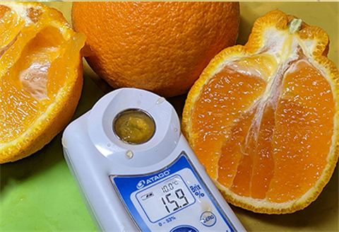 『先行予約』【令和8年3月上旬発送】味香デコ 3kg 新品種 果皮も美味しく食べられる！フルーツ 果物 デザート 柑橘