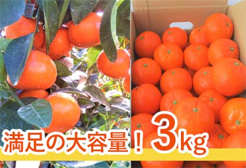 『先行予約』【令和8年2月中旬発送】マーコット(ハウス栽培) 唐津産 3kg みかん ミカン 果物 フルーツ
