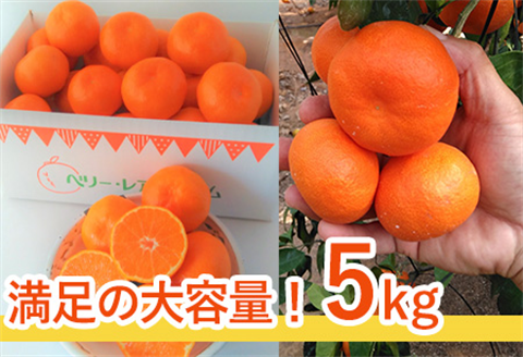 『先行予約』【令和7年11月発送】山下紅みかん(ハウス栽培)唐津産 5kg ミカン 蜜柑 果物 フルーツ