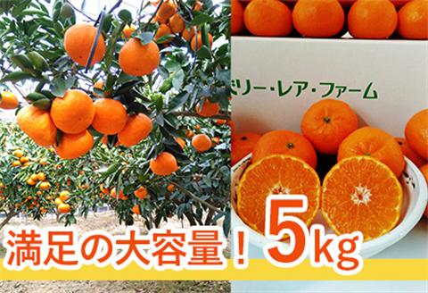 『先行予約』【令和8年1月下旬発送】浜王(はまおう) ハウス栽培 唐津産 5kg 口之津(くちのつ) 39号みかん フルーツ 果物 柑橘 かんきつ