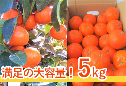 『先行予約』【令和8年2月中旬発送】マーコット（ハウス栽培）唐津産 5kg みかん ミカン 果物 フルーツ