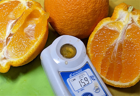 『先行予約』【令和8年3月上旬発送】糖度が高すぎッ！味香デコ 5kg 新品種 果皮も美味しく食べられる！フルーツ 果物 デザート 柑橘